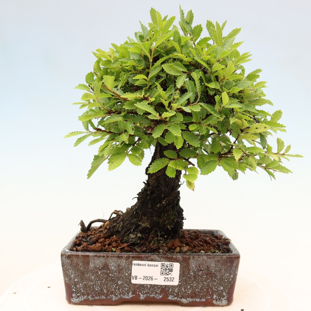 Kültéri bonsai - Zelkova - Zelkova NIRE