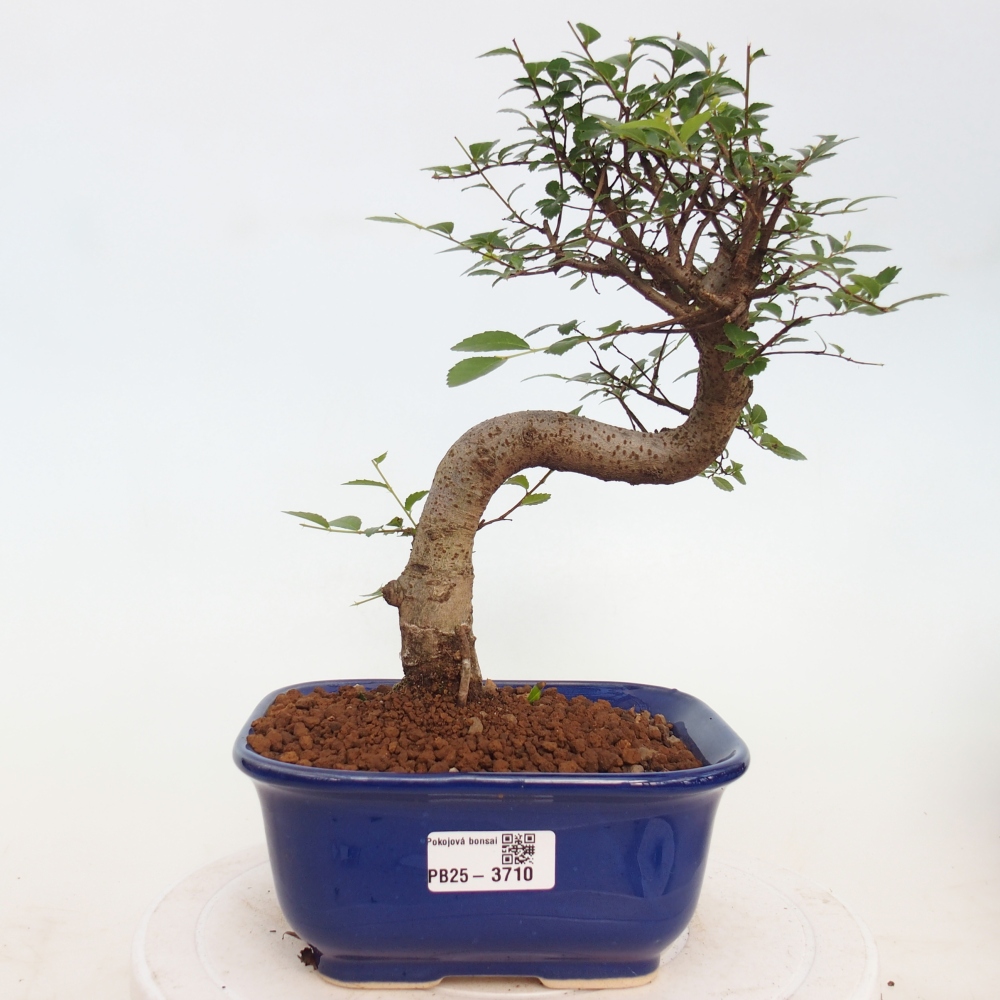 Szobai bonsai - Ulmus parvifolia - Kislevelű szilfa