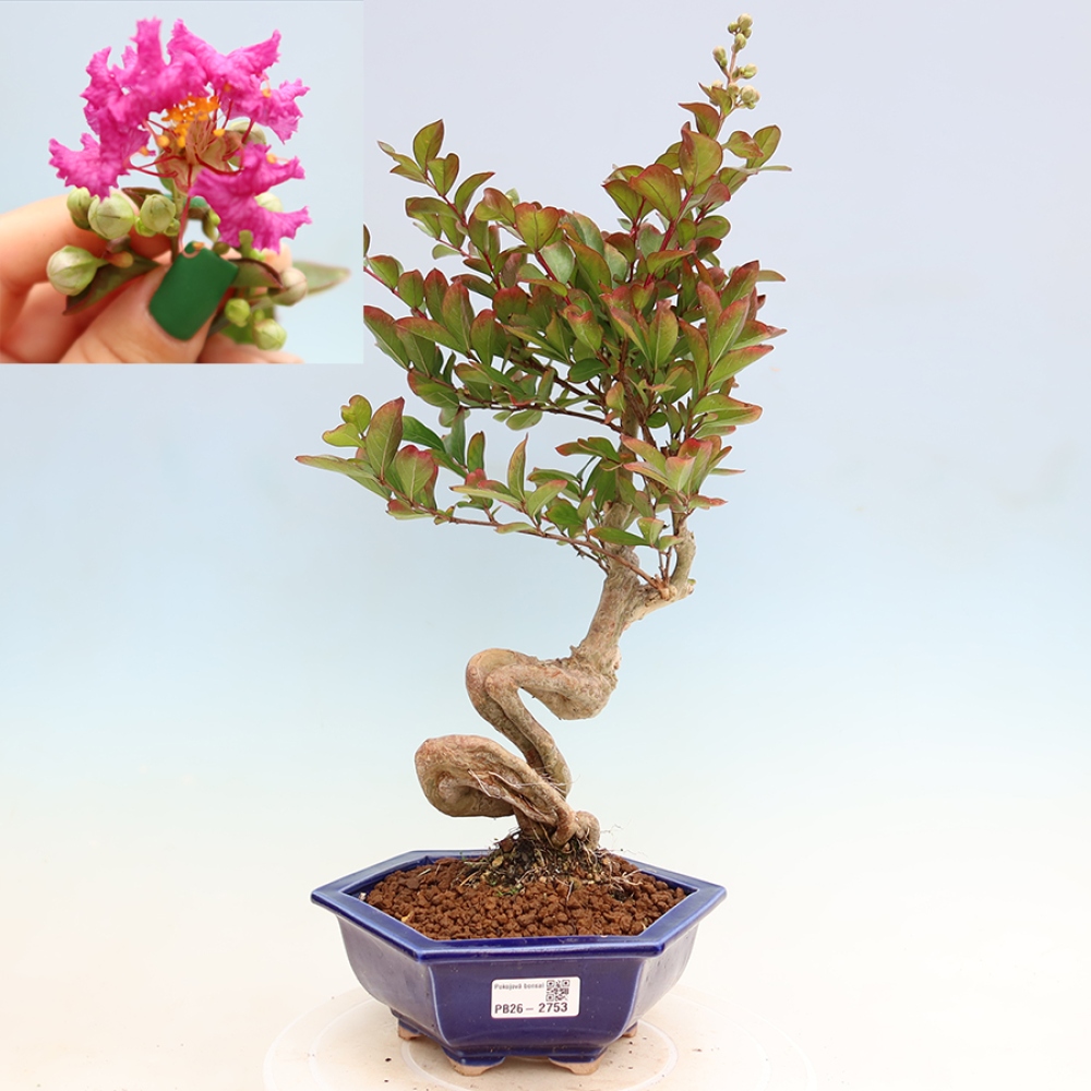 Szobabonsai – Lagerstroemia indica – indiai orgona