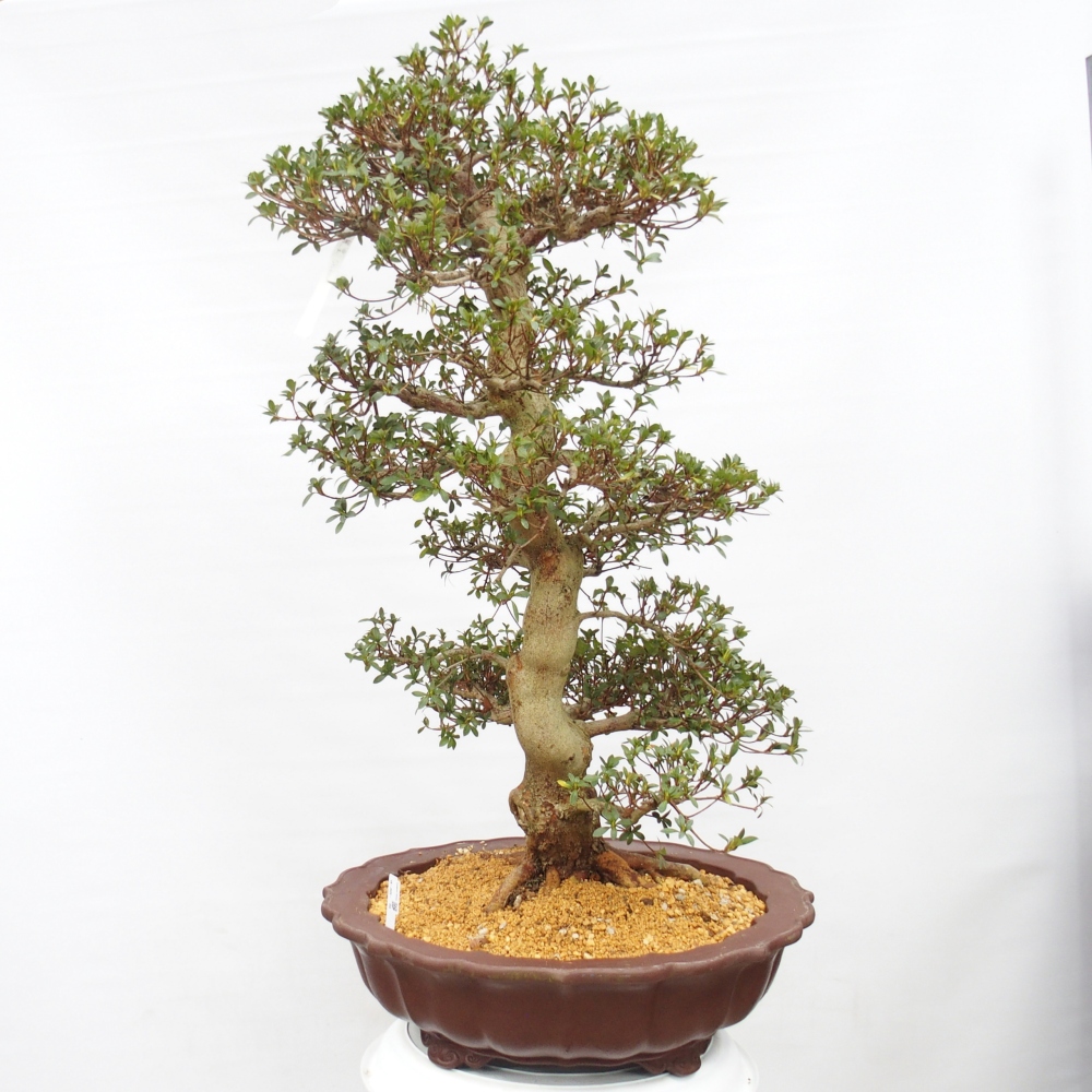 Kültéri bonsai - Japán azálea - Azalea Shikou