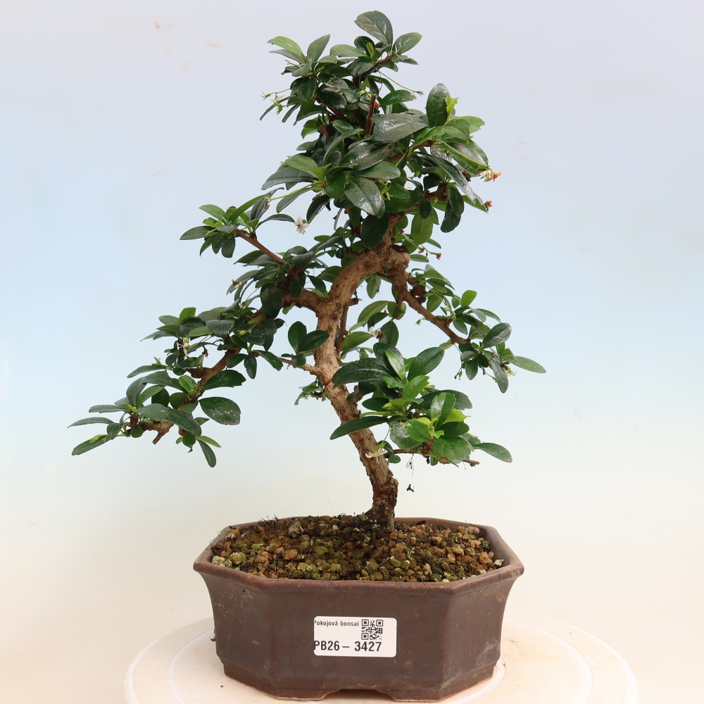 Szobai bonsai - Carmona macrophylla - Tea fuki