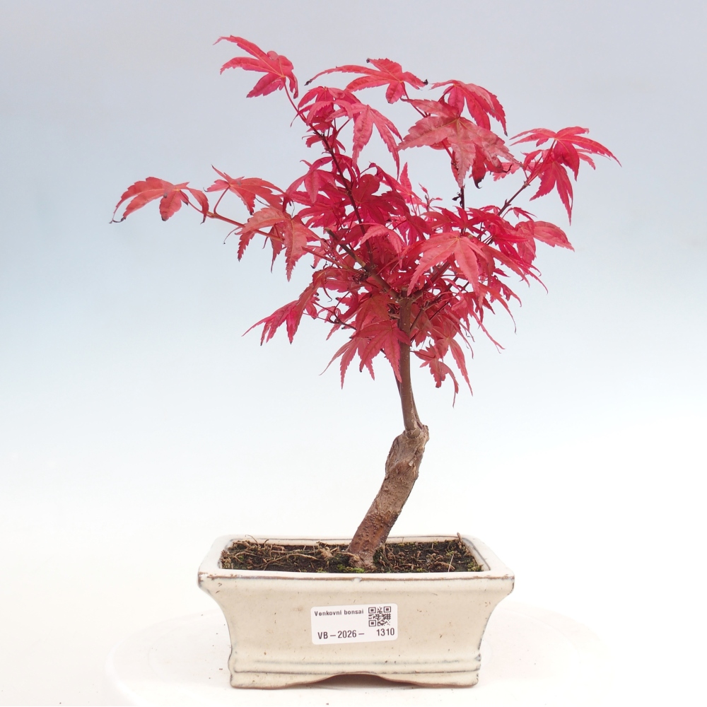 Kültéri bonsai - Acer palmatum DESHOJO
