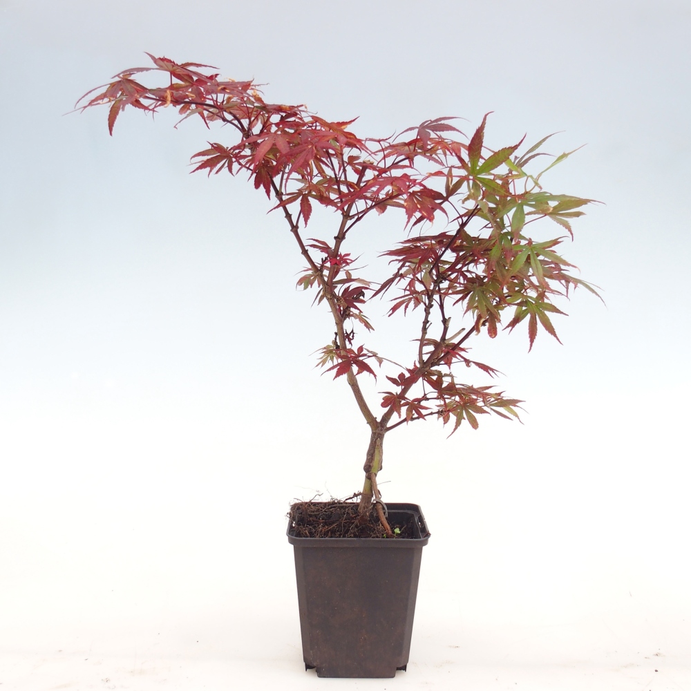 Kültéri bonsai - Acer palmatum Berry Broom konténerben
