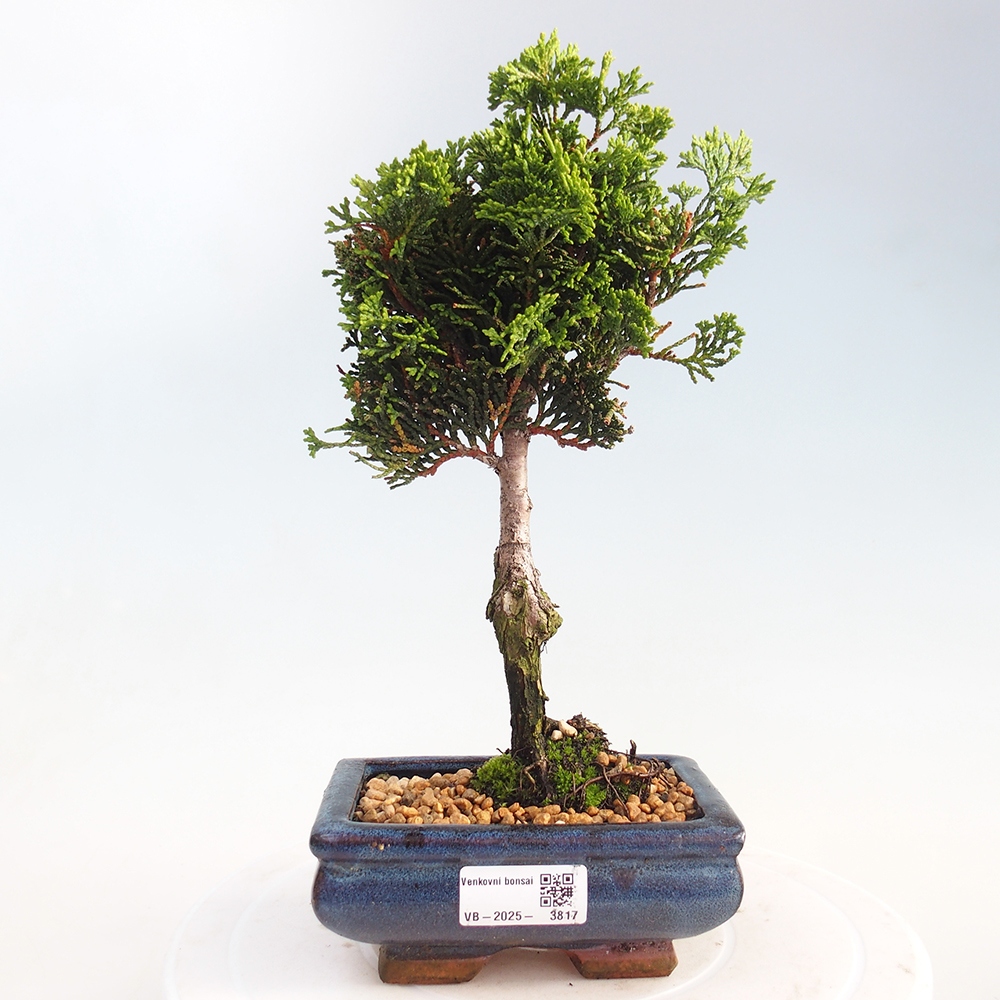 Kültéri bonsai - Cham.pis obtusa Nana Gracilis - ciprus