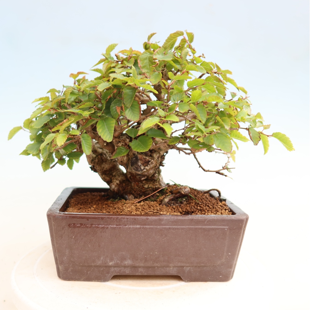 Kültéri bonsai -Carpinus CARPINOIDES - Koreai gyertyánfa