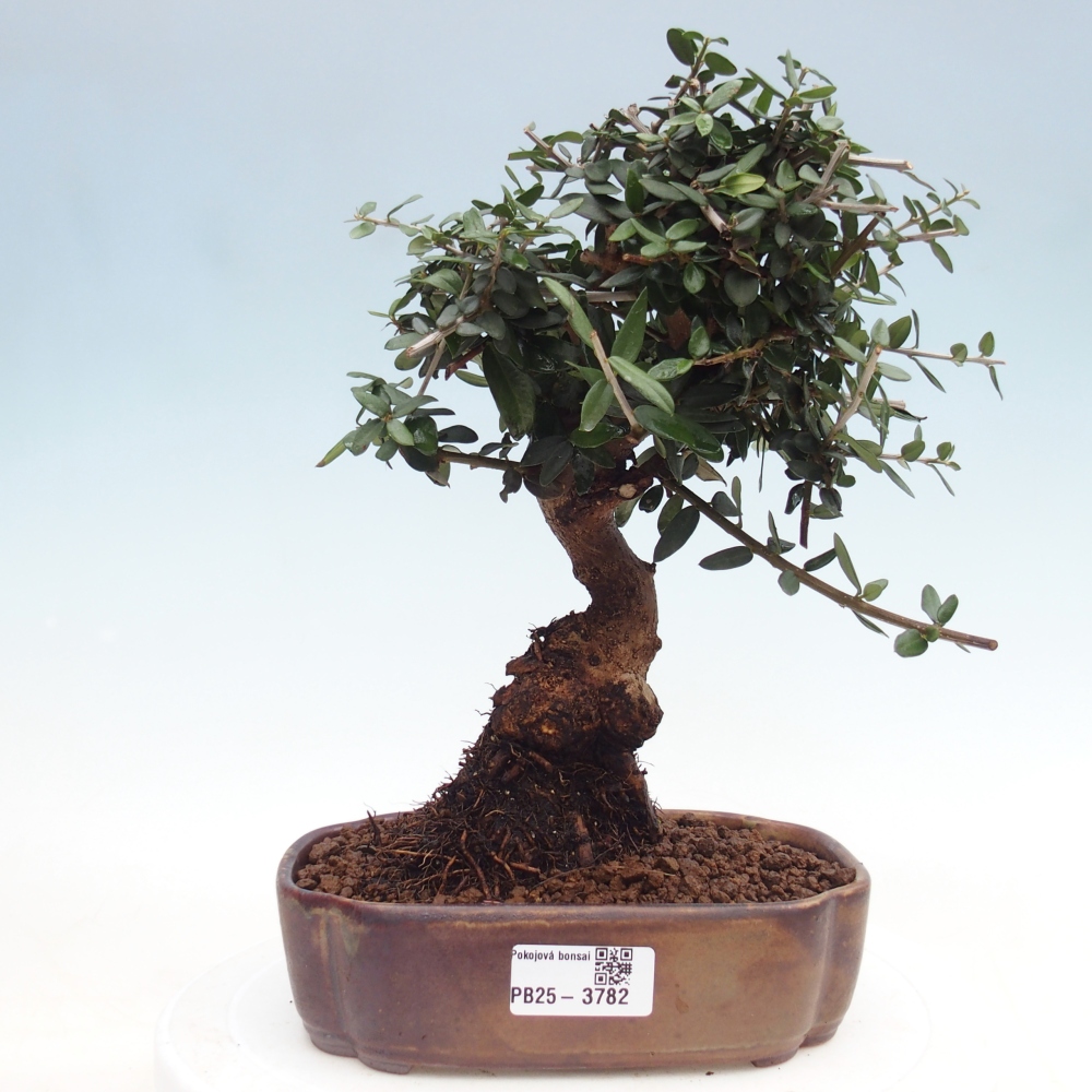 Beltéri bonsai - Olea europaea sylvestris