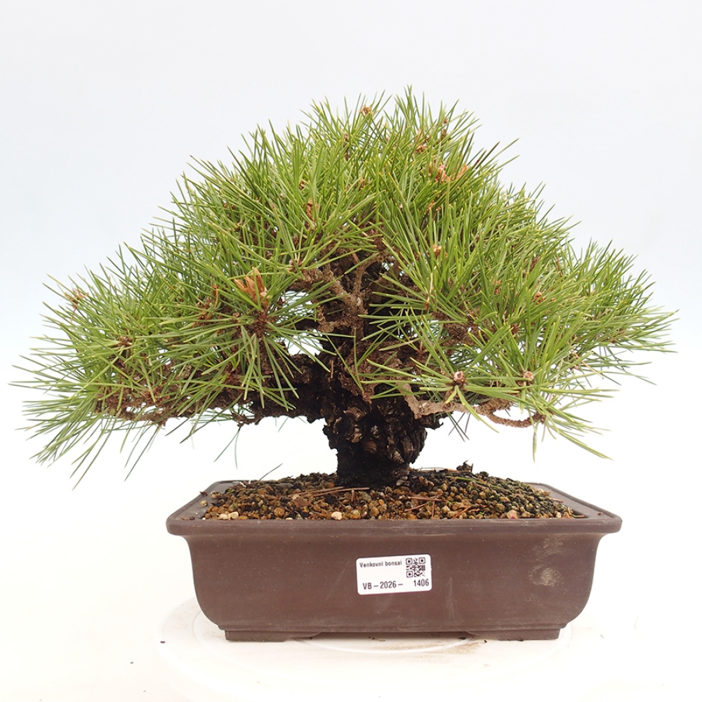 Kültéri bonsai - Pinus thunbergii - Thunberg fenyő