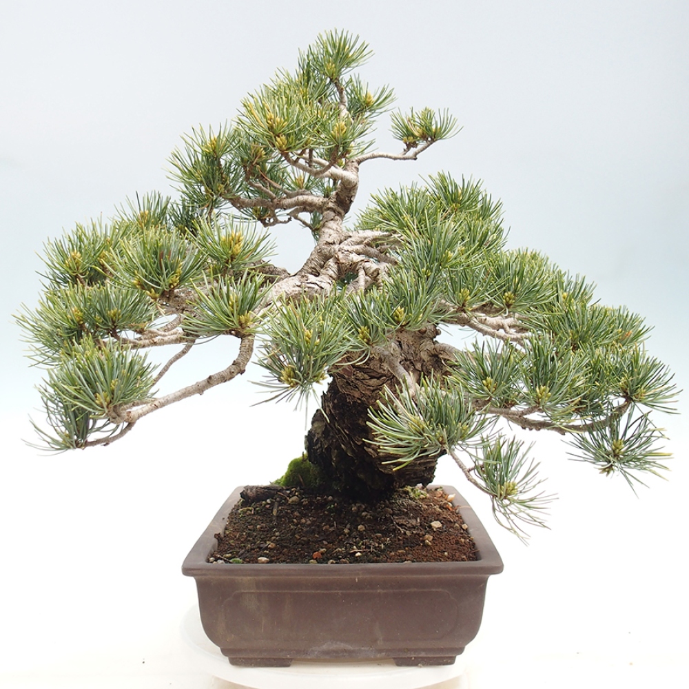 Kültéri bonsai - Pinus parviflora - Pinus parviflora