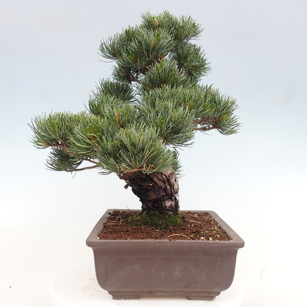 Kültéri bonsai - Pinus parviflora - Pinus parviflora