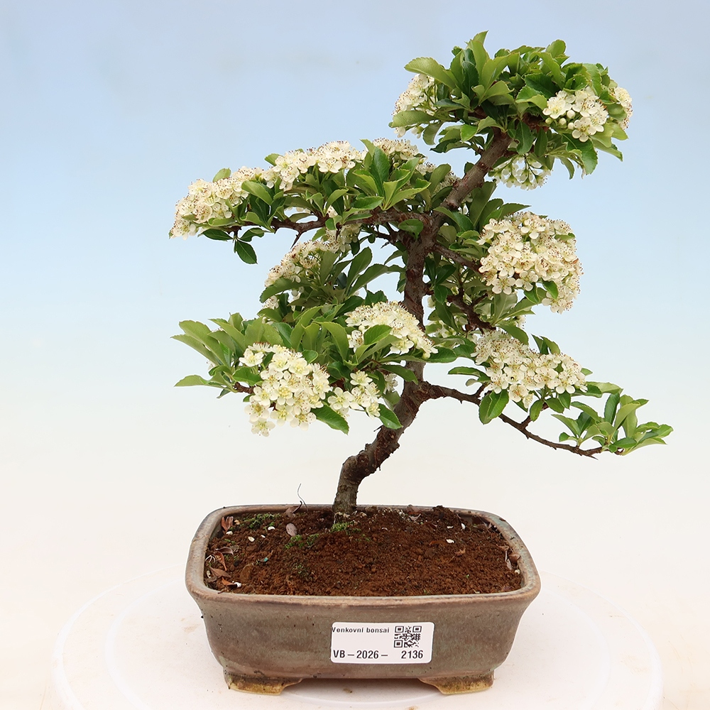 Kültéri bonsai – Pyracantha teton – Vörös tűszem