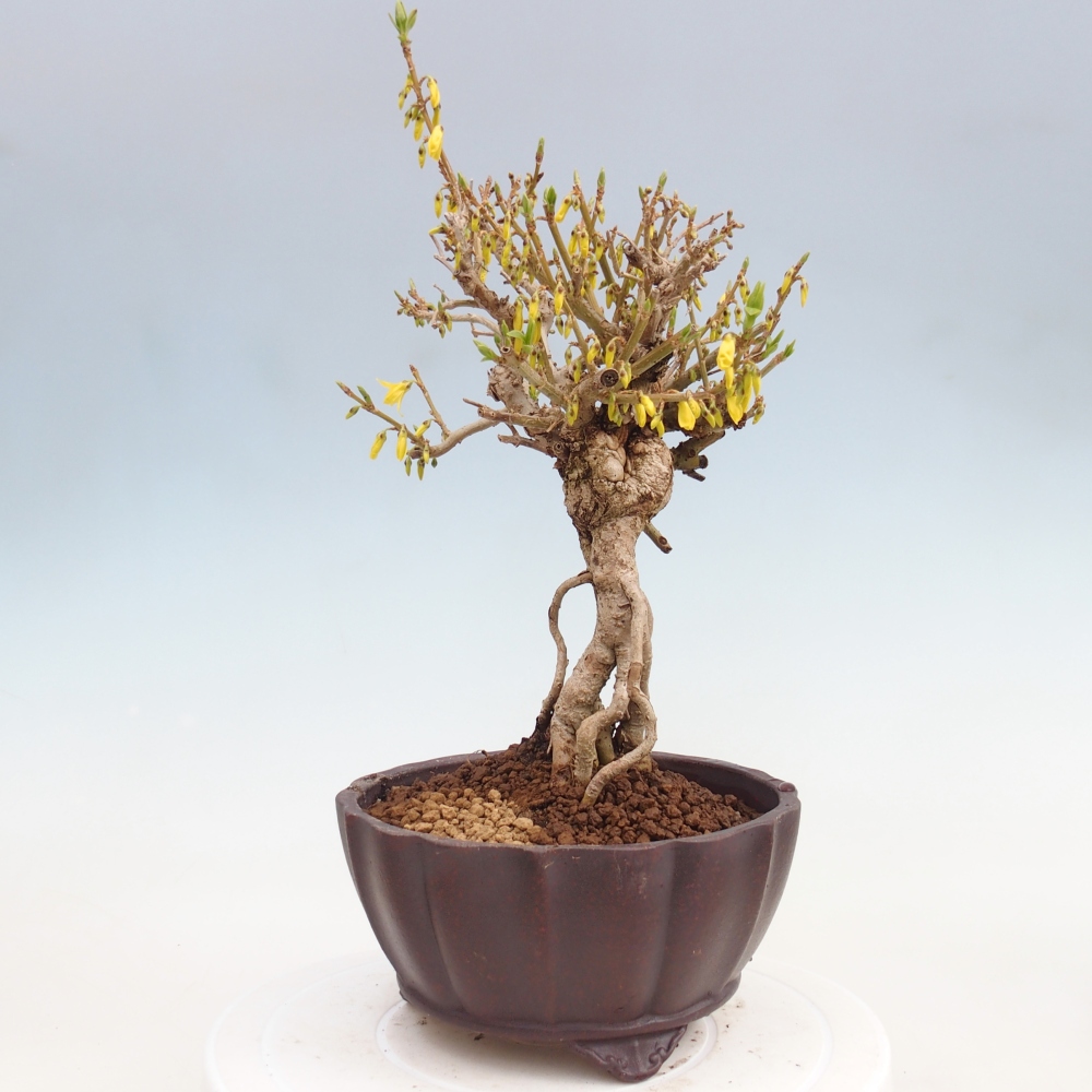 Kültéri bonsai - Zlatice - Forsythia koreana