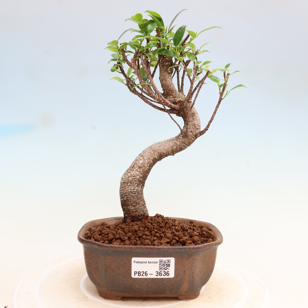 Szobai bonsai - Ficus kimmen - kislevelű fikusz
