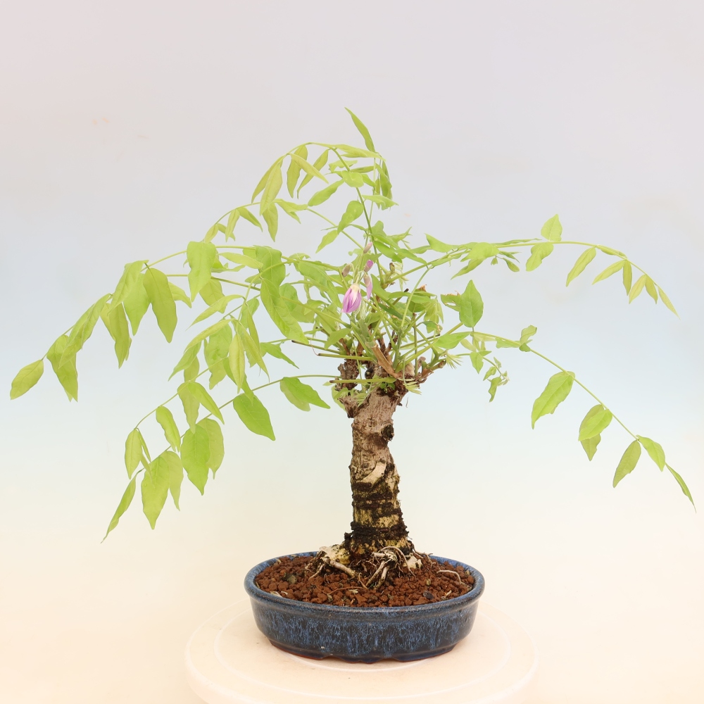 Kültéri bonsai - Wisteria floribunda