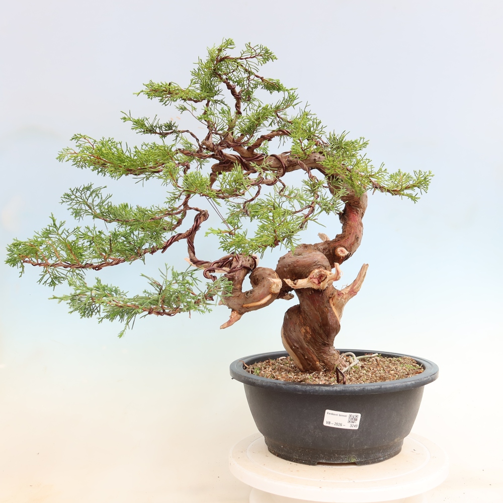 Kültéri bonsai - Juniperus chinensis Itoigawa-Juniperus chinensis
