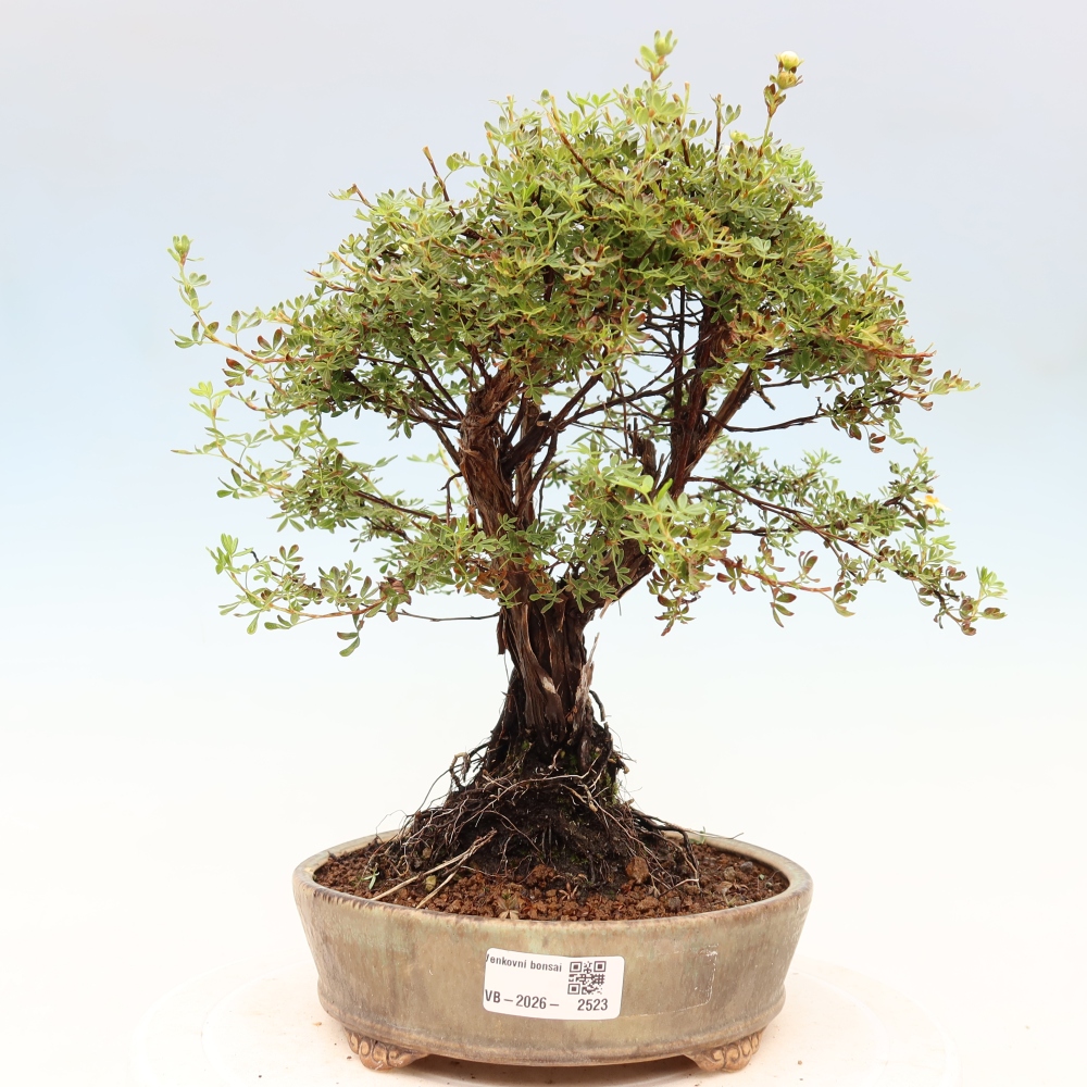 Kültéri bonsai - Potentila fruticosa