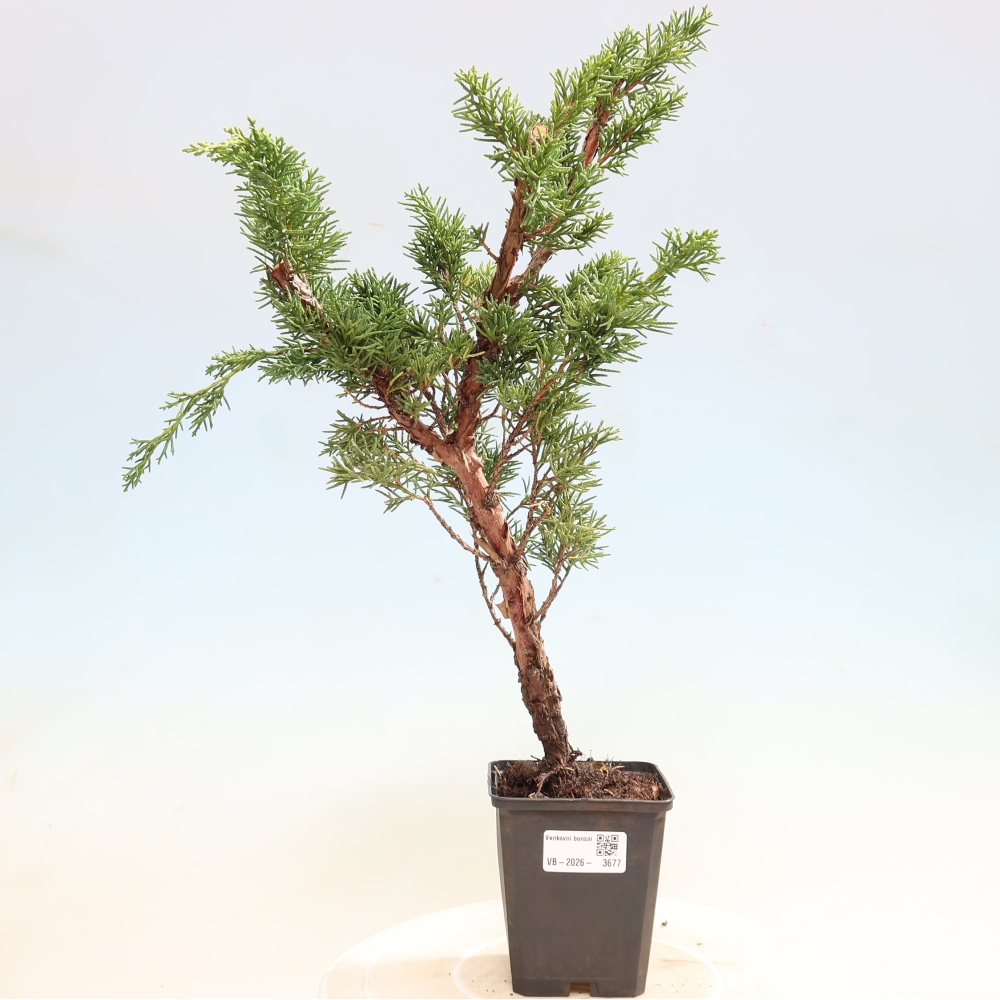 Kültéri bonsai - Juniperus chinensis Kishu
