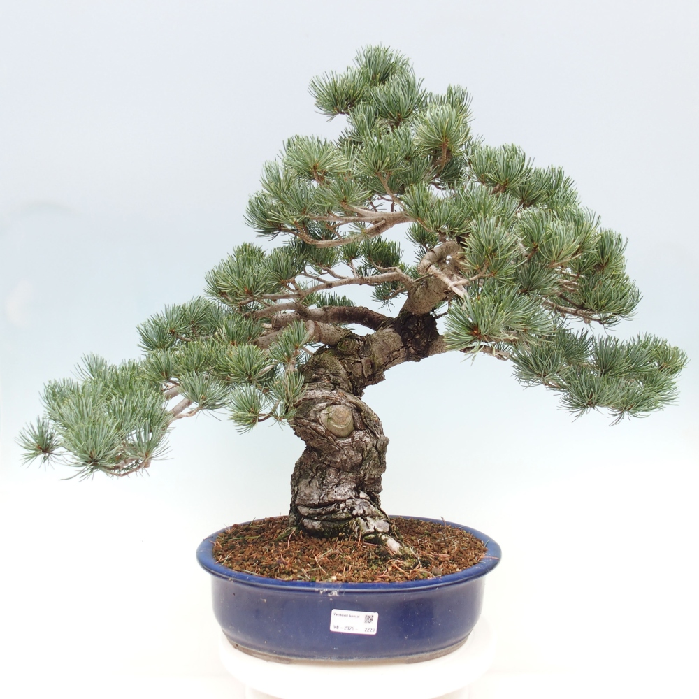 Kültéri bonsai - Pinus parviflora - Pinus parviflora