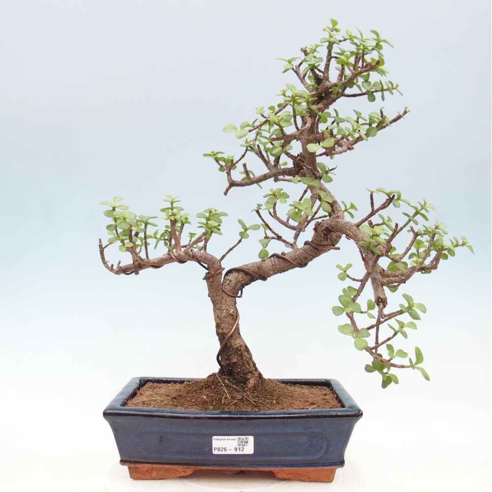 Szoba bonsai - Portulakaria Afra - Tlustice