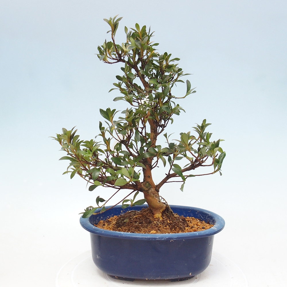 Kültéri bonsai - Japán azálea - Azalea HANABIN
