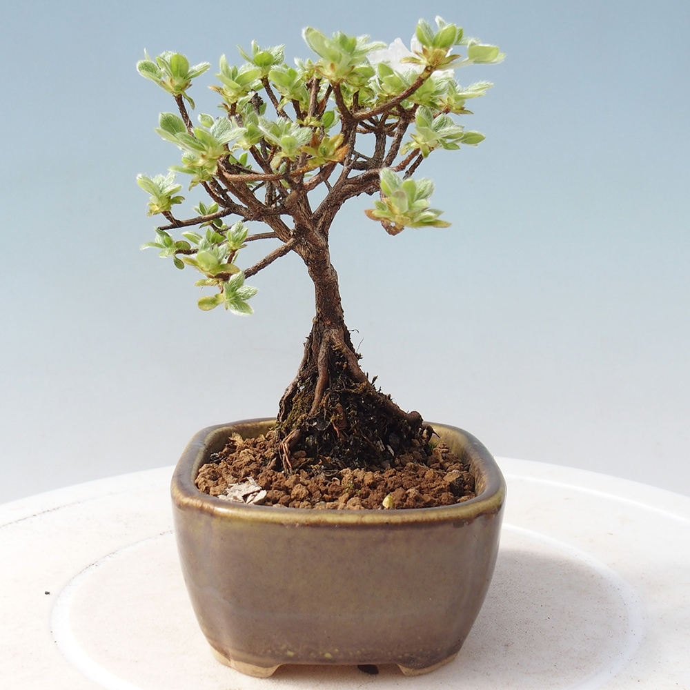 Kültéri bonsai - Rhododendron indicum - japán azálea