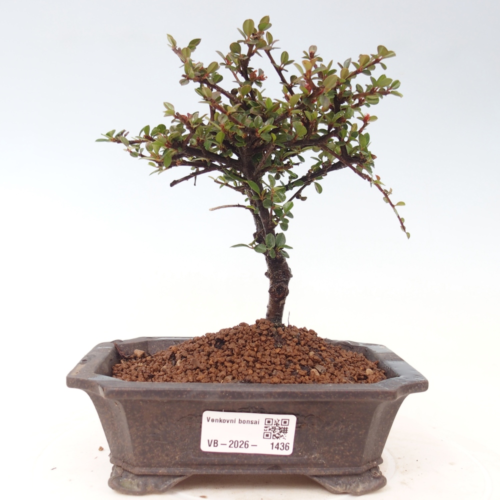 Kültéri bonsai - Cotoneaster horizontalis - Rocky Mountain