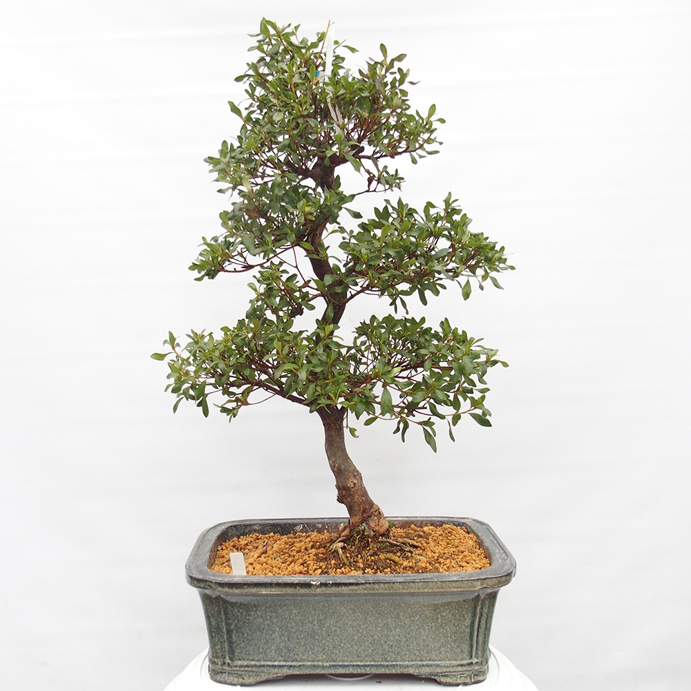 Kültéri bonsai - Japán azálea - Azalea Kisshoten