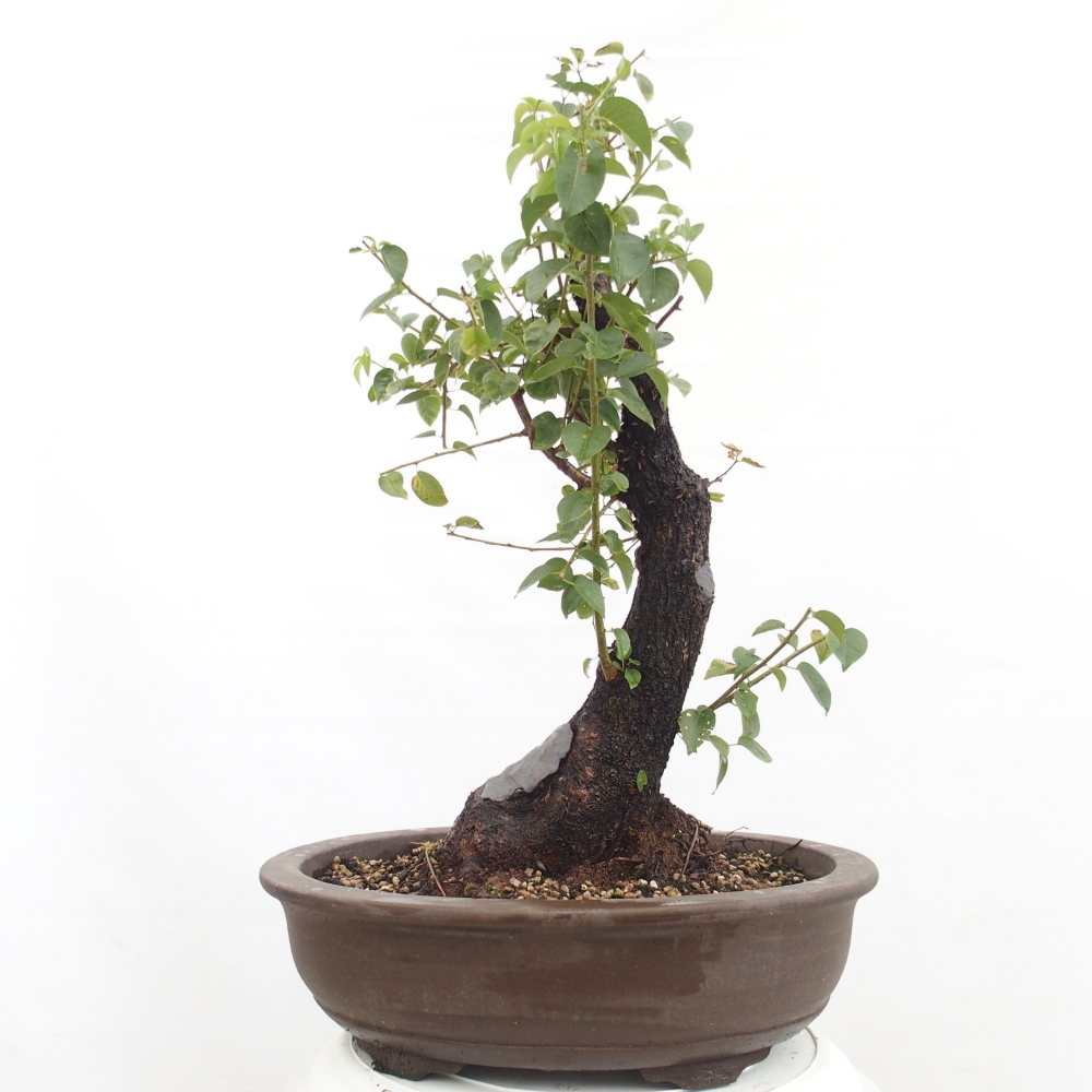 Kültéri bonsai - Mahalebka - Prunus mahaleb - Prunus mahaleb