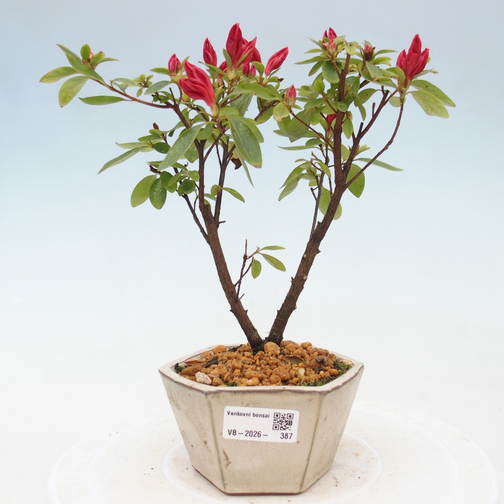 Kültéri bonsai - japán azálea - Azalea sp.