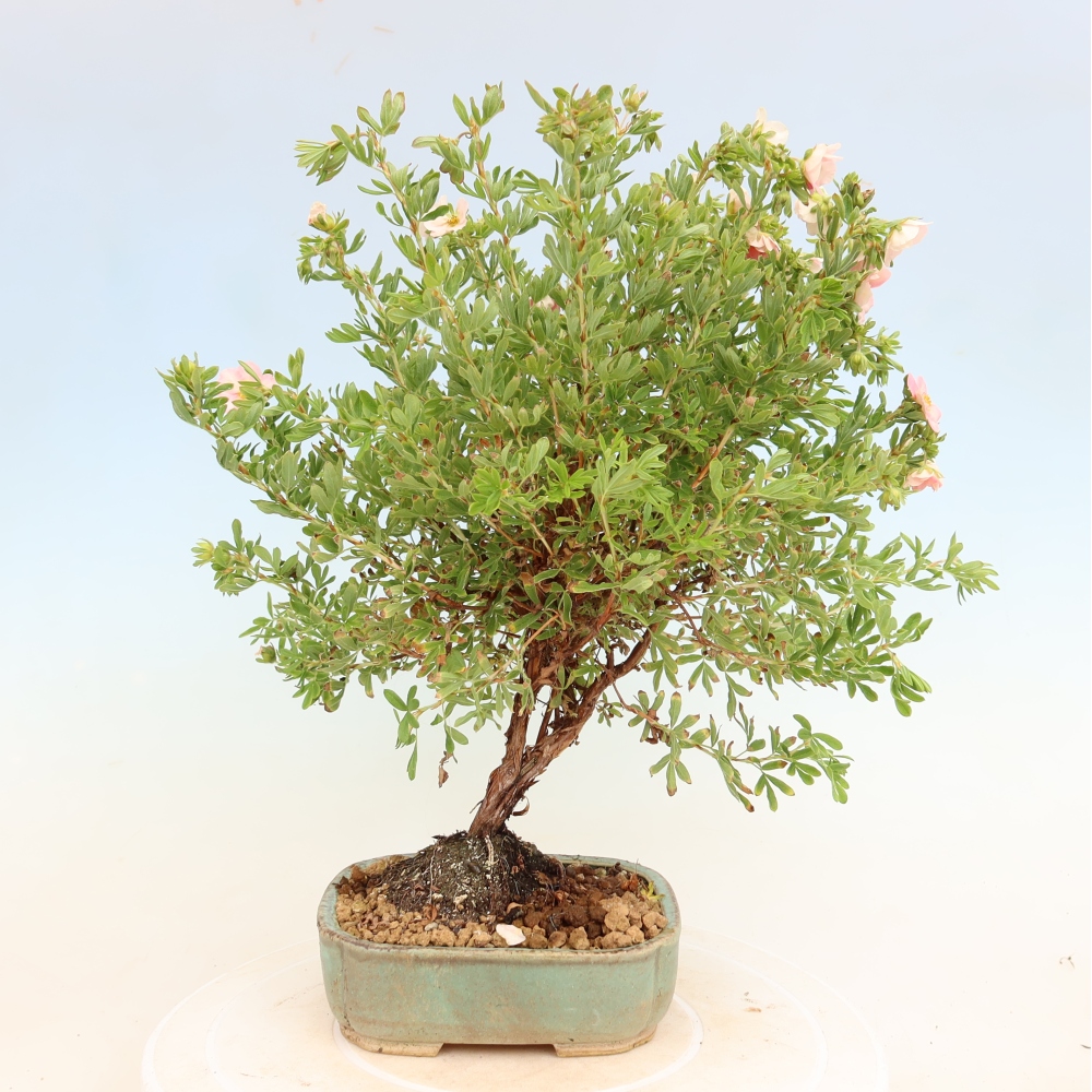 Kültéri bonsai – Cserjés potentilla – Potentilla fruticosa Bellissima