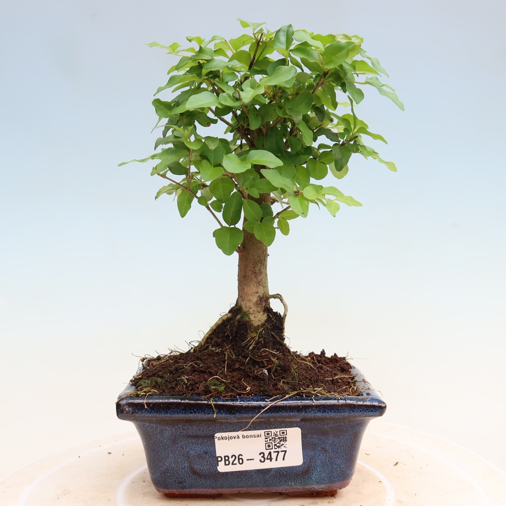 Szobai bonsai -Ligustrum chinensis - Madárcsőr