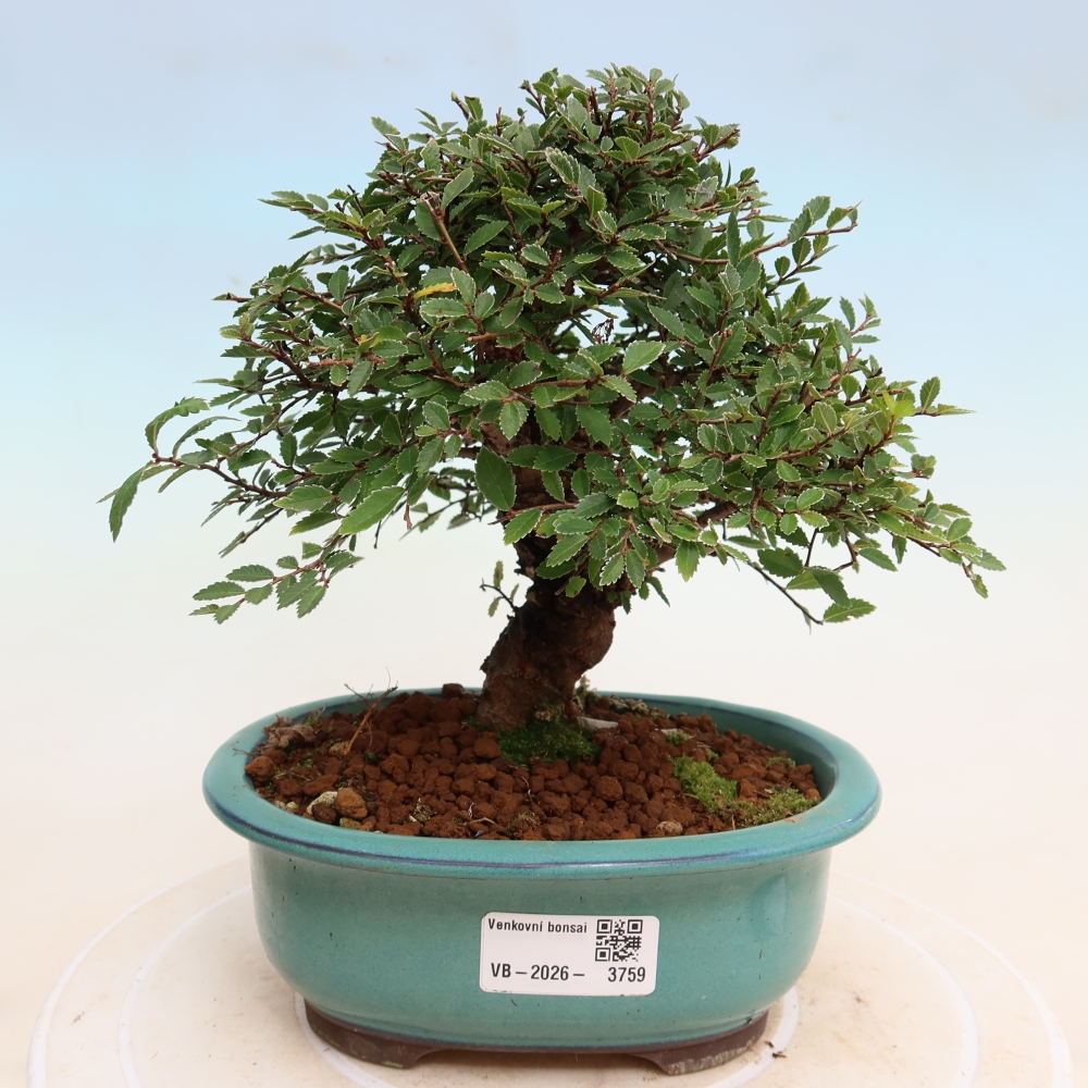 Kültéri bonsai - Zelkova - Zelkova NIRE