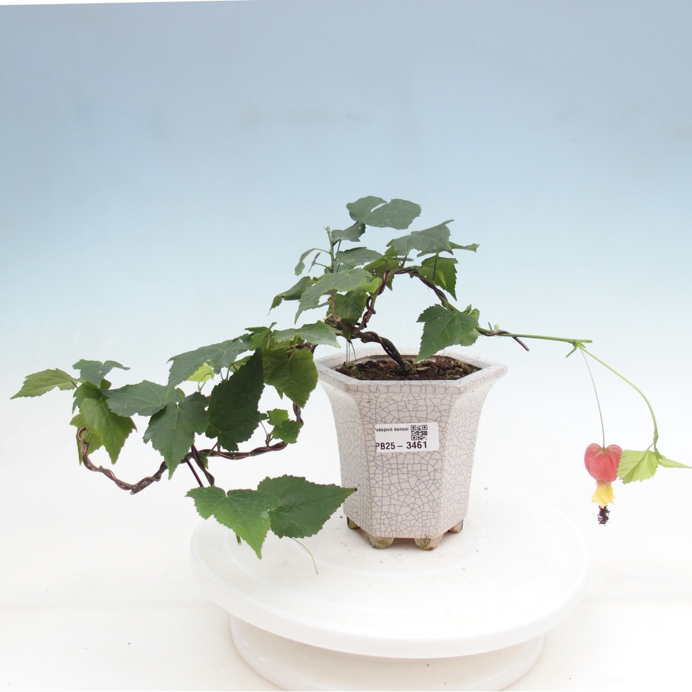 Beltéri bonsai - Abutilon Big Bell - Felhőbogyó