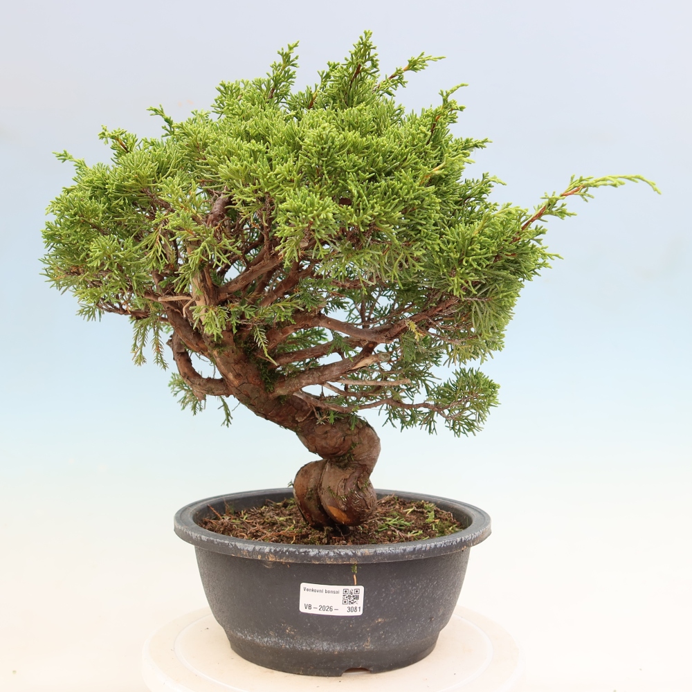Kültéri bonsai - Juniperus chinensis Itoigawa-Juniperus chinensis