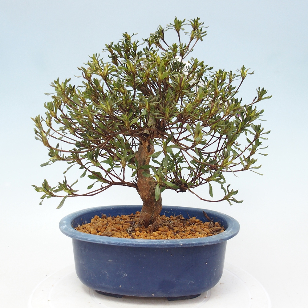 Kültéri bonsai - Japán azálea - Azalea Ryusen