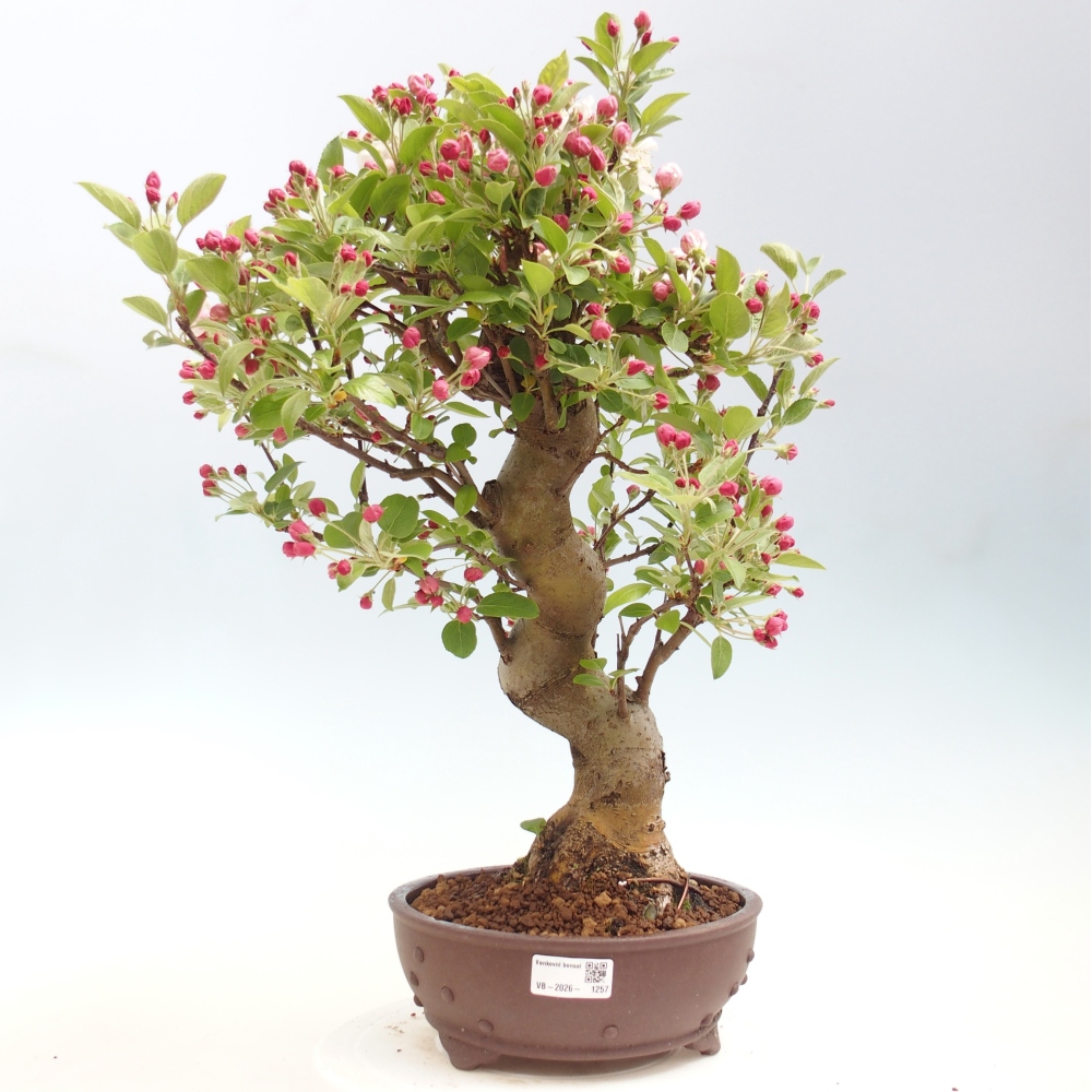 Kültéri bonsai -Malus halliana - Kis gyümölcsű almafa