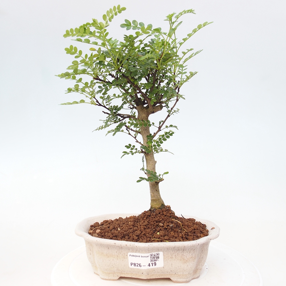 Szobai bonsai - Zantoxylum piperitum - borsfa