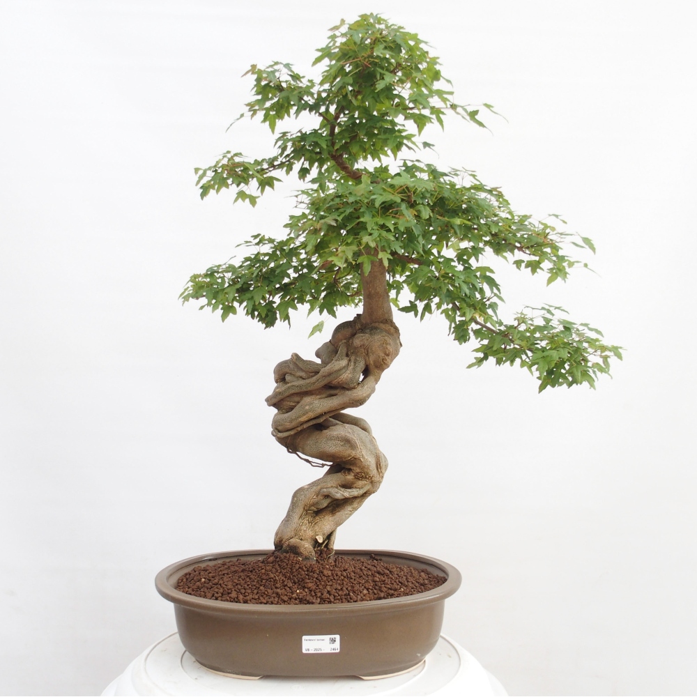 Kültéri bonsai - Acer Buergerianum - Burger juhar