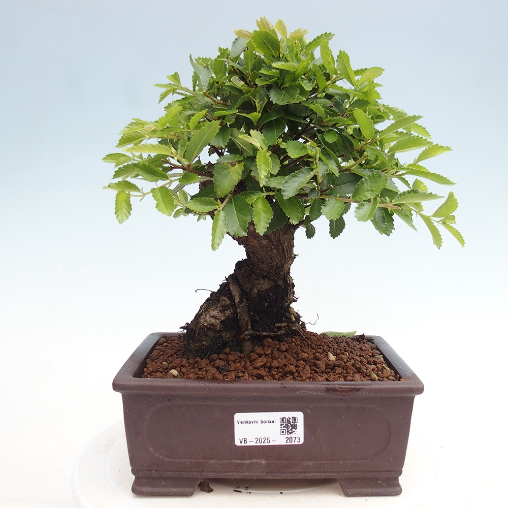 Kültéri bonsai - Zelkova - Zelkova NIRE