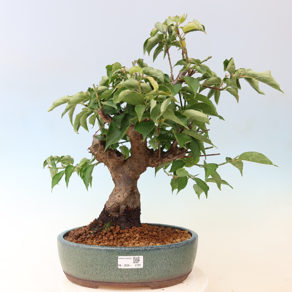 Kültéri bonsai – Japán barack – Prunus Mume