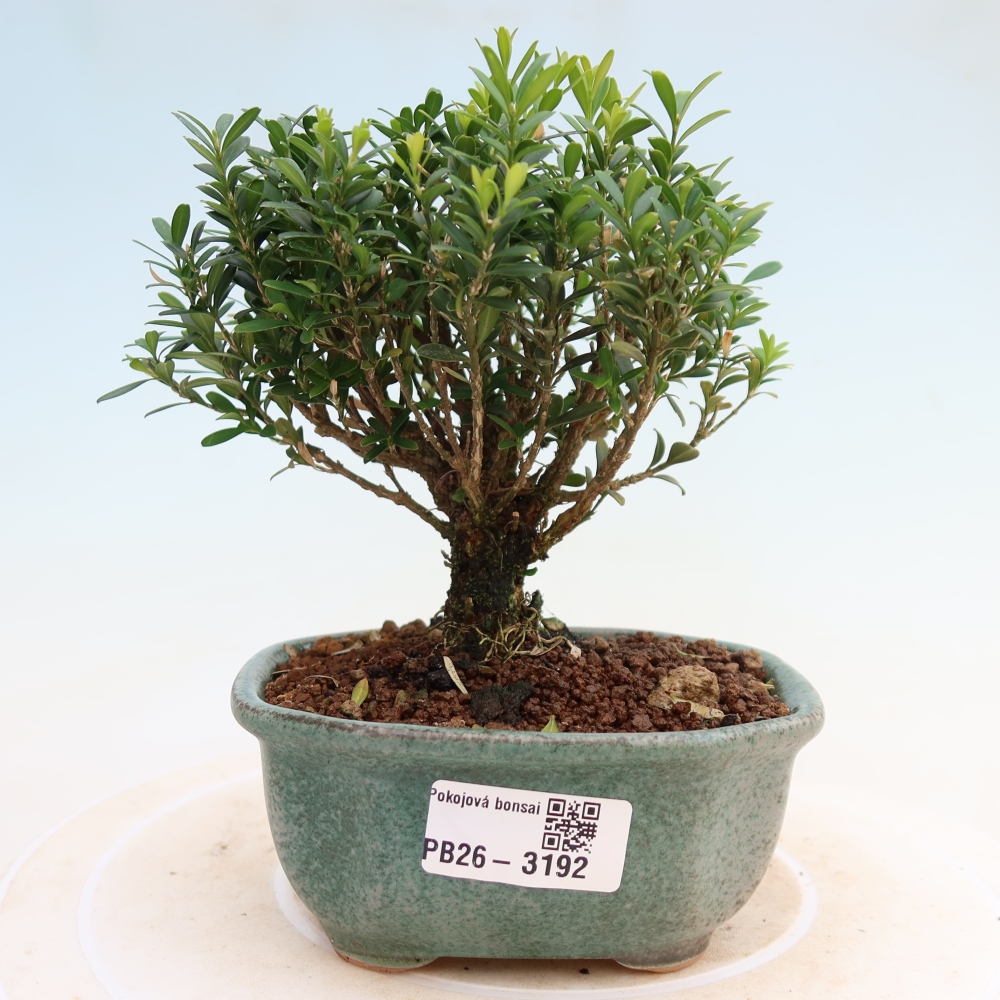 Szobai bonsai - Buxus harlandii - parafa buxus
