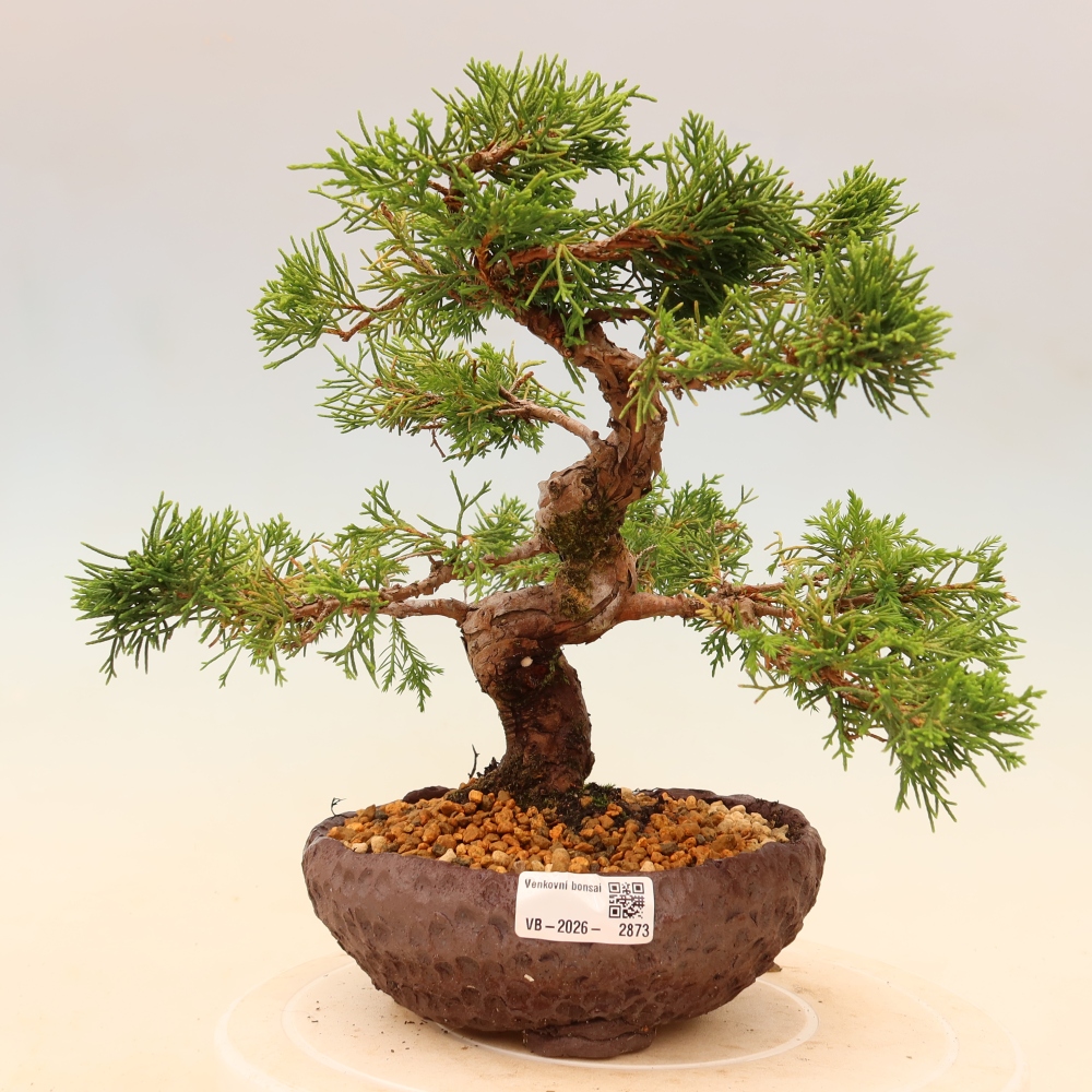Kültéri bonsai - Juniperus chinensis Itoigawa