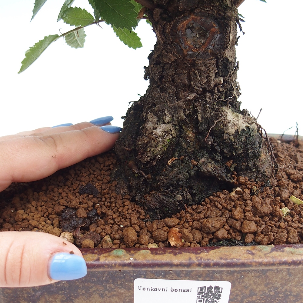 Kültéri bonsai - Zelkova - Zelkova NIRE