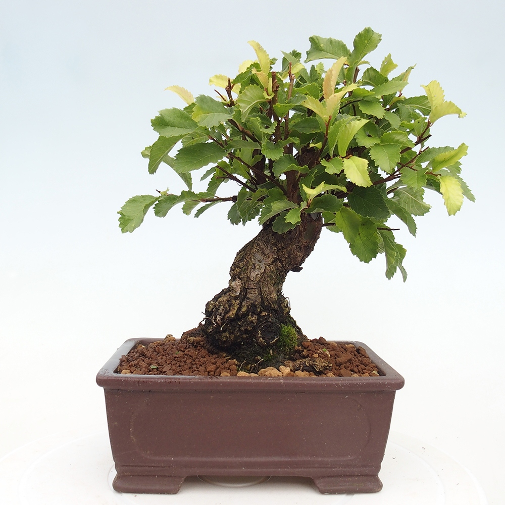 Kültéri bonsai - Zelkova - Zelkova NIRE