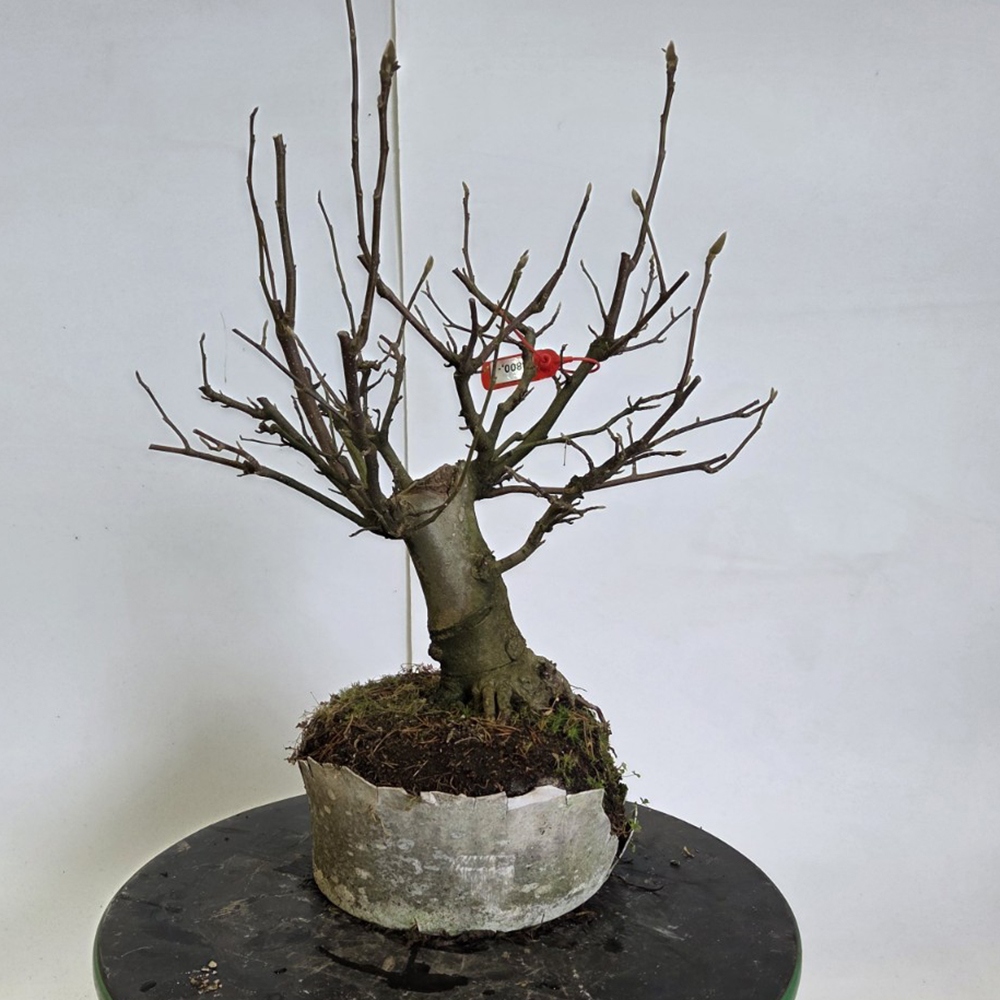 Kültéri bonsai - magnólia - Šácholan