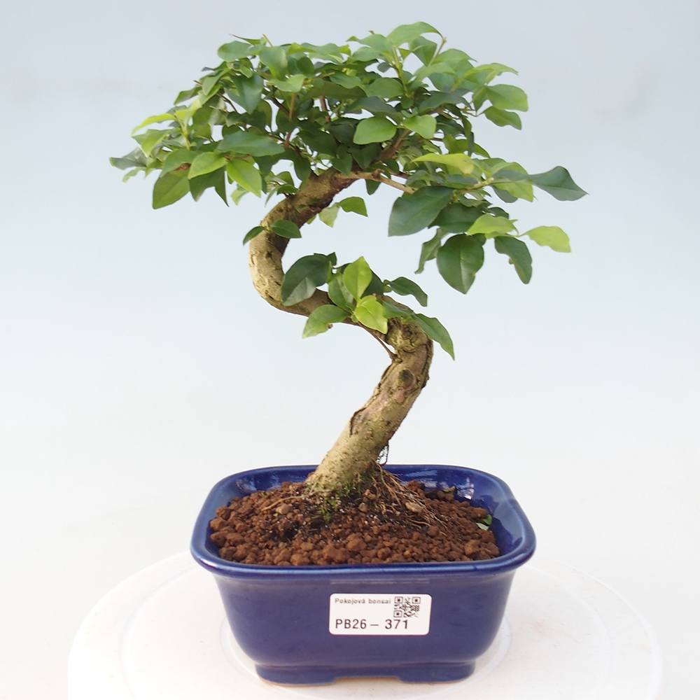 Szobai bonsai -Ligustrum chinensis - Madárcsőr