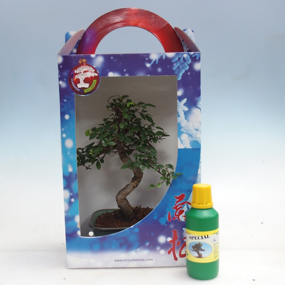 Ulmus parvifolia - kínai szil