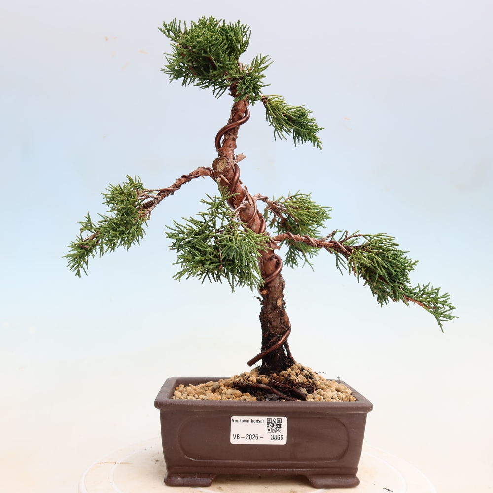 Kültéri bonsai - Juniperus chinensis Kishu