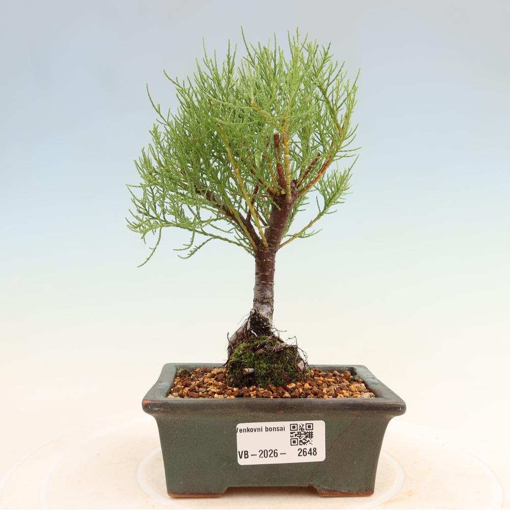 Kültéri bonsai - Tamariszkusz - Tamarix
