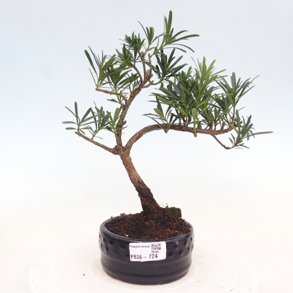 Szobai bonsai - Podocarpus - Kőtiszafa
