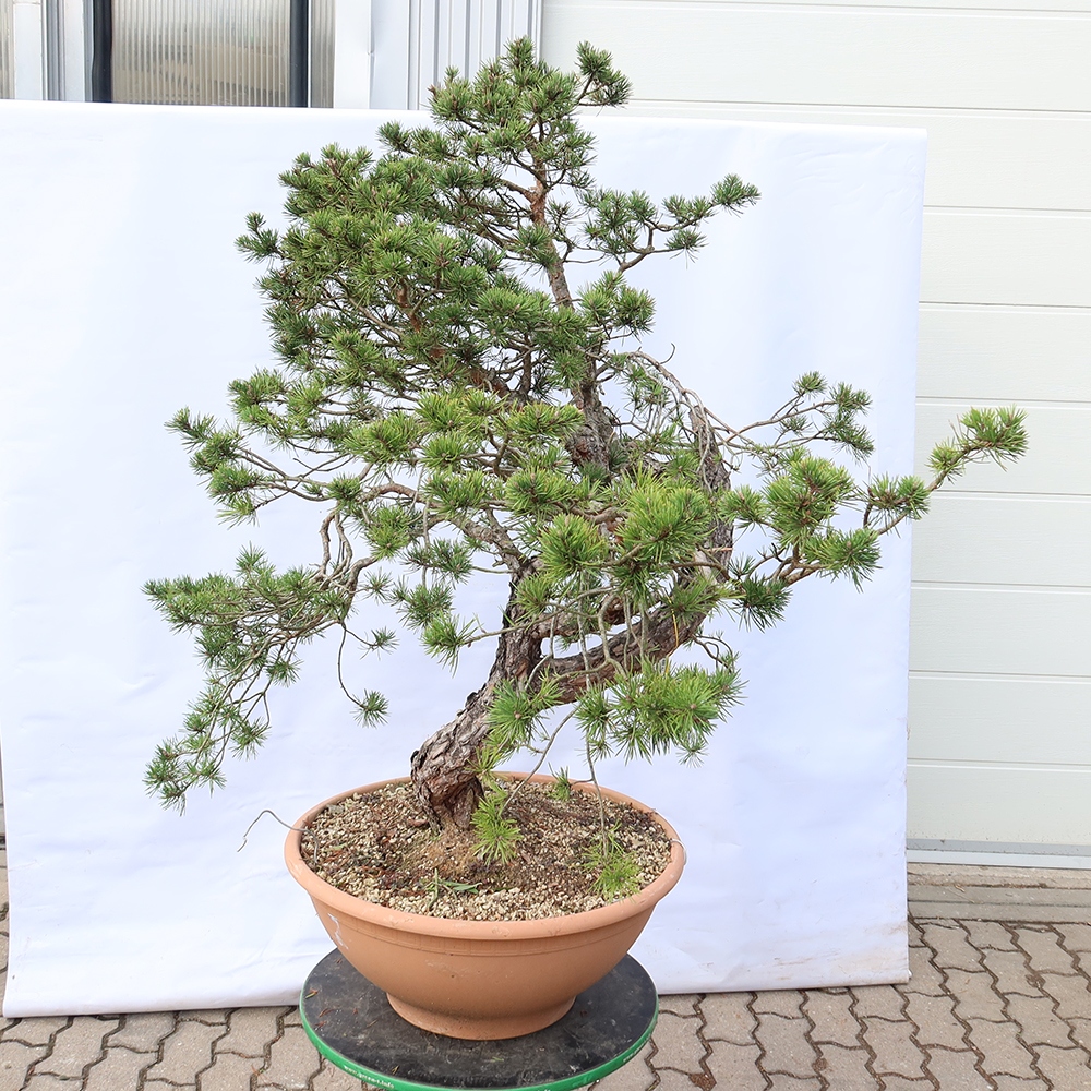 Pinus sylvestris Spanyolország – erdei fenyő
